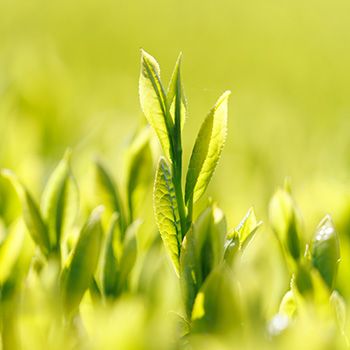 御前崎つゆひかり