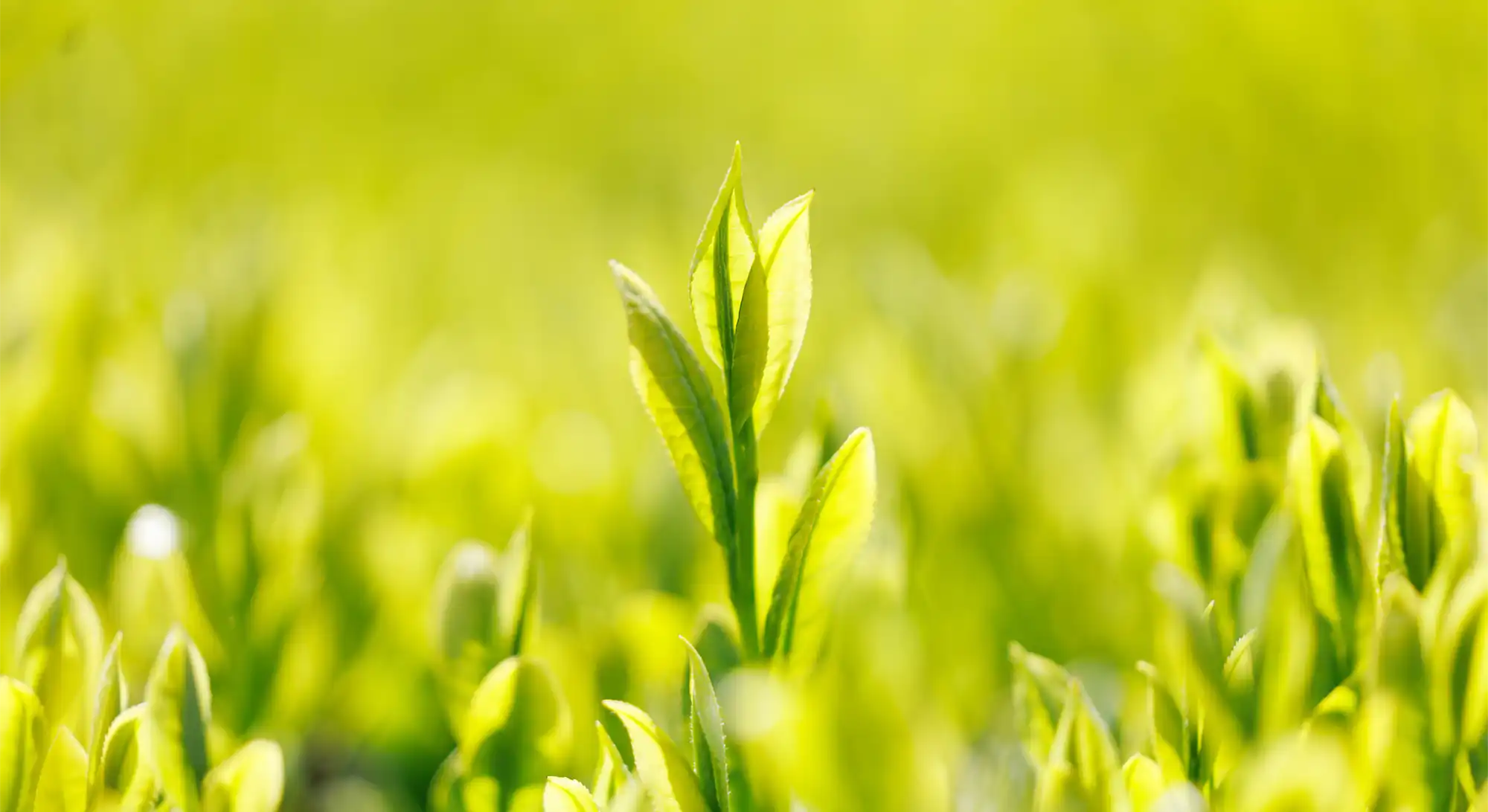 御前崎つゆひかり新茶フェア
